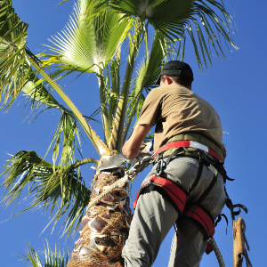 Palm Tree Trimming Service In Visalia 
