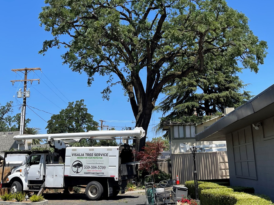 Top Rated Tree Service contractor in Visalia 