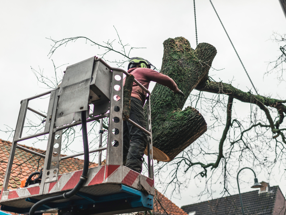 Tree Removal Service In Visalia 