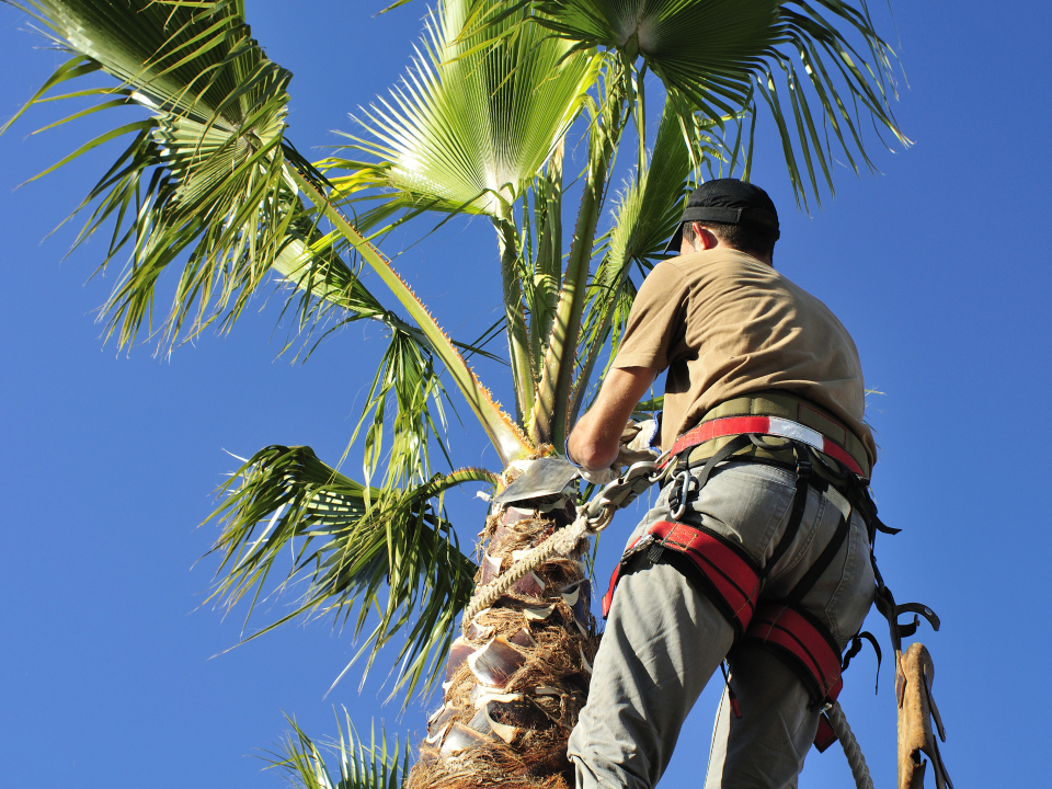 Top Rated Palm Tree Trimming In Visalia  