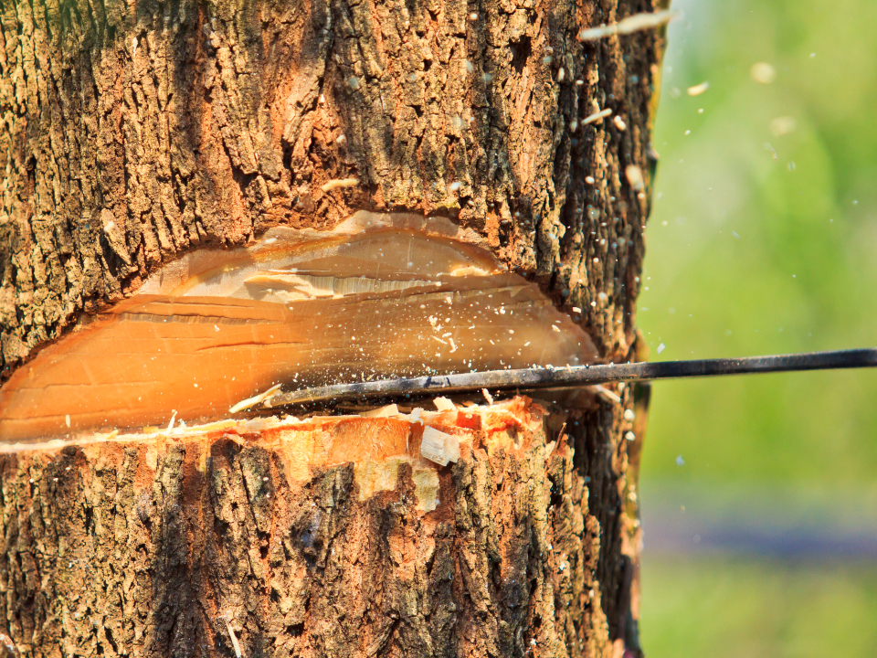 High Quality Tree Cutting Service In Visalia 