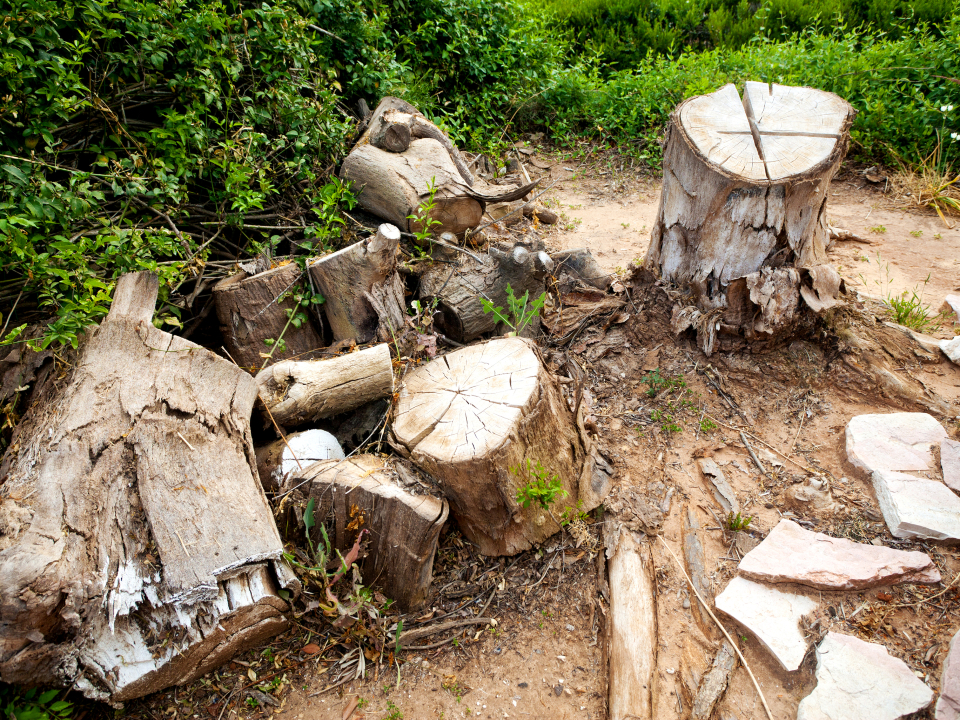 Stump Removal Service In Visalia 