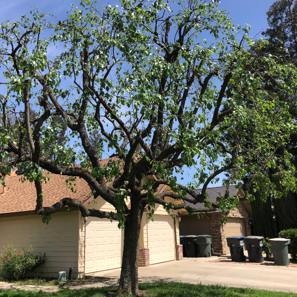 Palm Tree Trimming In 